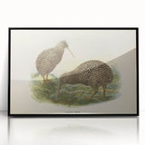 Vintage Animal Art: Kiwi Bird Illustration Art Print
