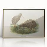 Vintage Animal Art: Kiwi Bird Illustration Art Print