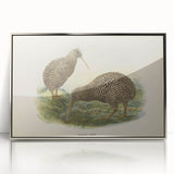 Vintage Animal Art: Kiwi Bird Illustration Art Print