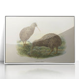 Vintage Animal Art: Kiwi Bird Illustration Art Print