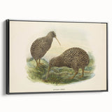 Vintage Animal Art: Kiwi Bird Illustration Art Print