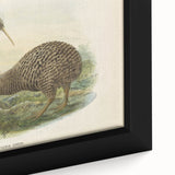 Vintage Animal Art: Kiwi Bird Illustration Art Print