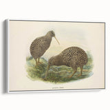 Vintage Animal Art: Kiwi Bird Illustration Art Print