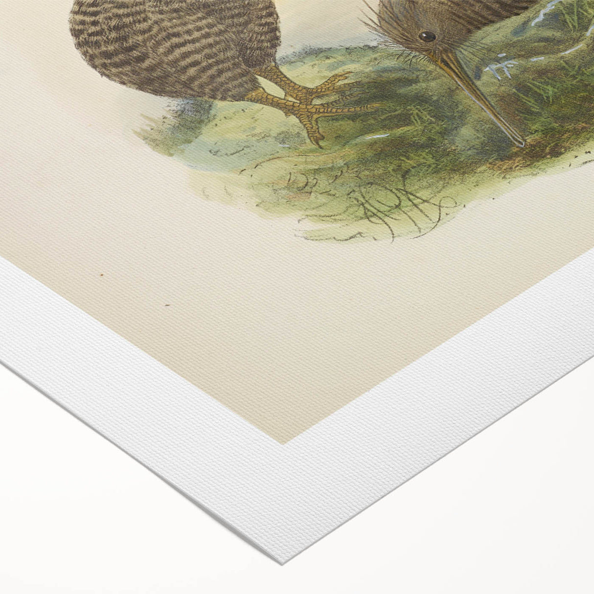 Vintage Animal Art: Kiwi Bird Illustration Art Print