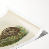 Vintage Animal Art: Kiwi Bird Illustration Art Print