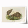 Vintage Animal Art: Kiwi Bird Illustration Art Print