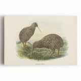 Vintage Animal Art: Kiwi Bird Illustration Art Print