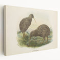 Vintage Animal Art: Kiwi Bird Illustration Art Print