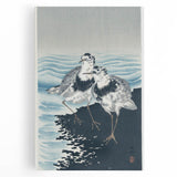 Vintage Animal Art - Shore Birds Illustration - Retro Animal Prints