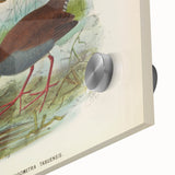 Vintage Animal Art: Bird Illustration Art Print