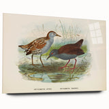Vintage Animal Art: Bird Illustration Art Print