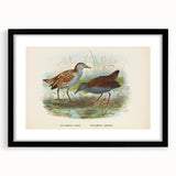 Vintage Animal Art: Bird Illustration Art Print