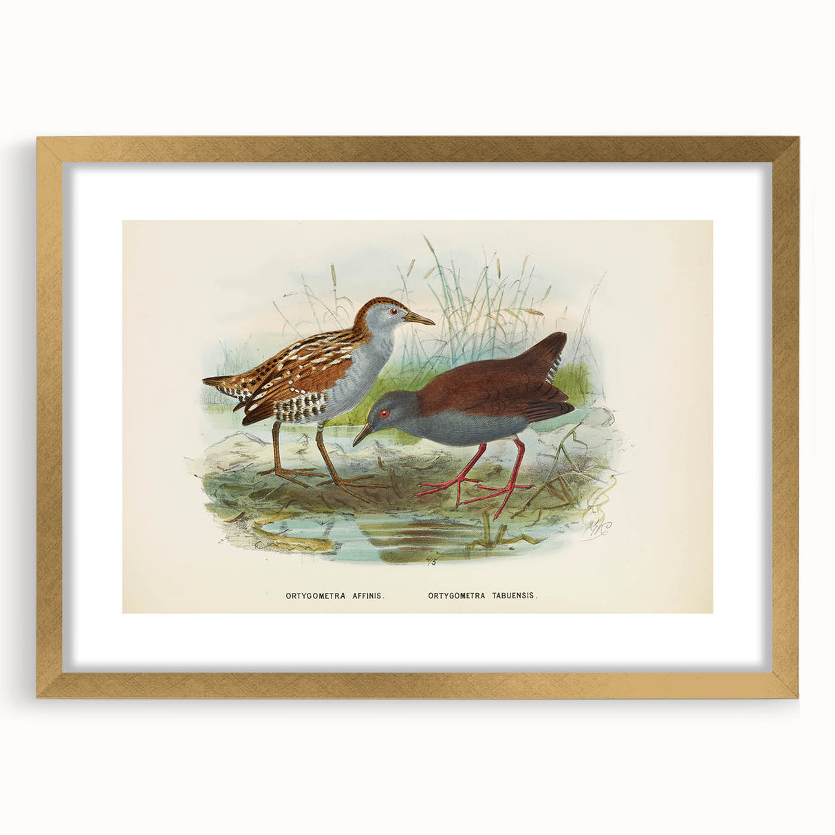 Vintage Animal Art: Bird Illustration Art Print