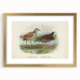 Vintage Animal Art: Bird Illustration Art Print