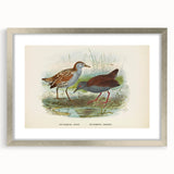 Vintage Animal Art: Bird Illustration Art Print
