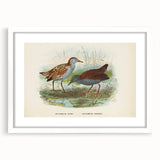 Vintage Animal Art: Bird Illustration Art Print