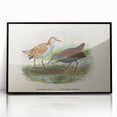 Vintage Animal Art: Bird Illustration Art Print