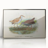 Vintage Animal Art: Bird Illustration Art Print