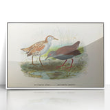Vintage Animal Art: Bird Illustration Art Print