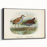 Vintage Animal Art: Bird Illustration Art Print