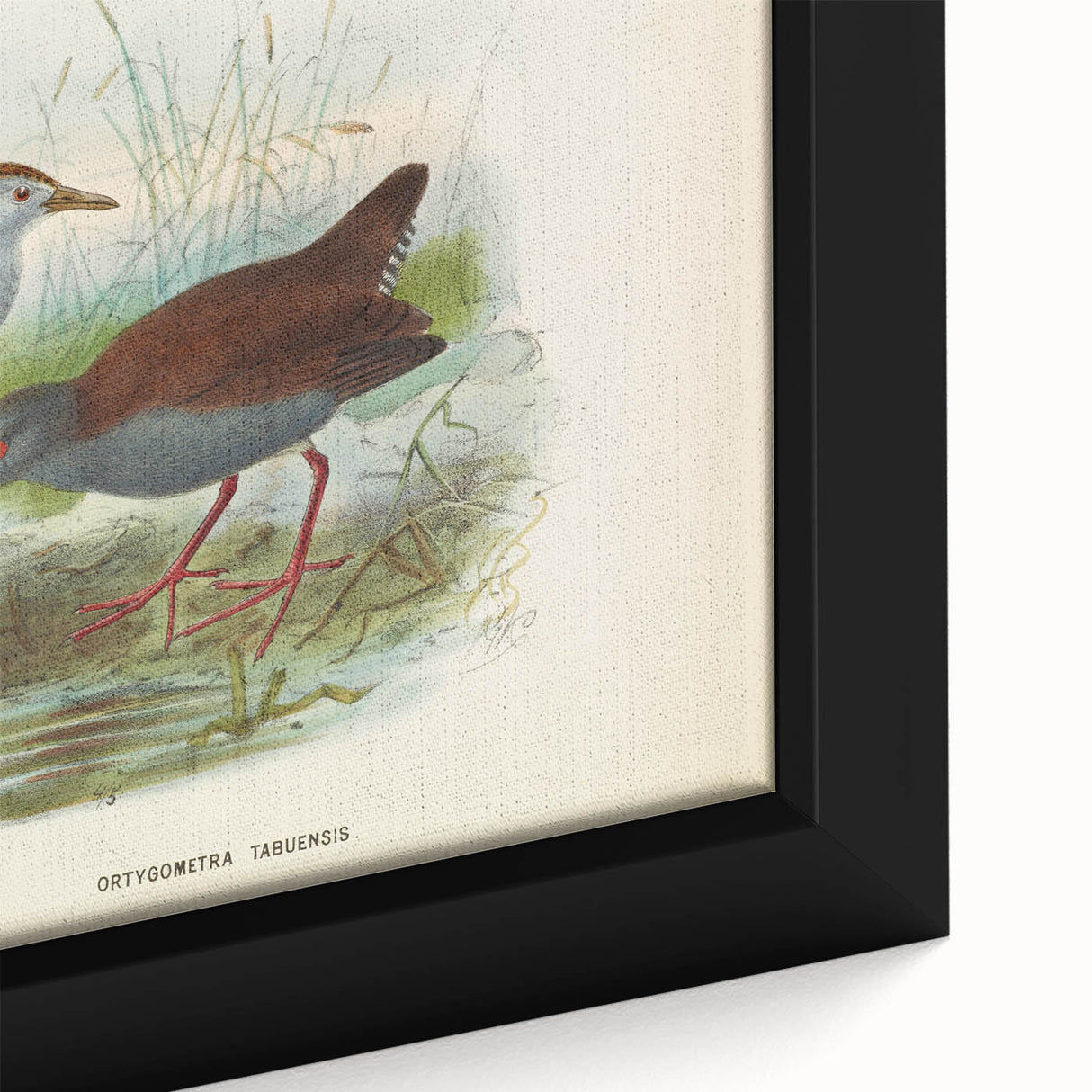 Vintage Animal Art: Bird Illustration Art Print
