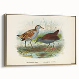 Vintage Animal Art: Bird Illustration Art Print