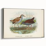 Vintage Animal Art: Bird Illustration Art Print