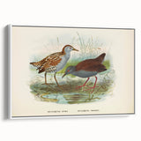 Vintage Animal Art: Bird Illustration Art Print