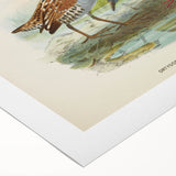 Vintage Animal Art: Bird Illustration Art Print