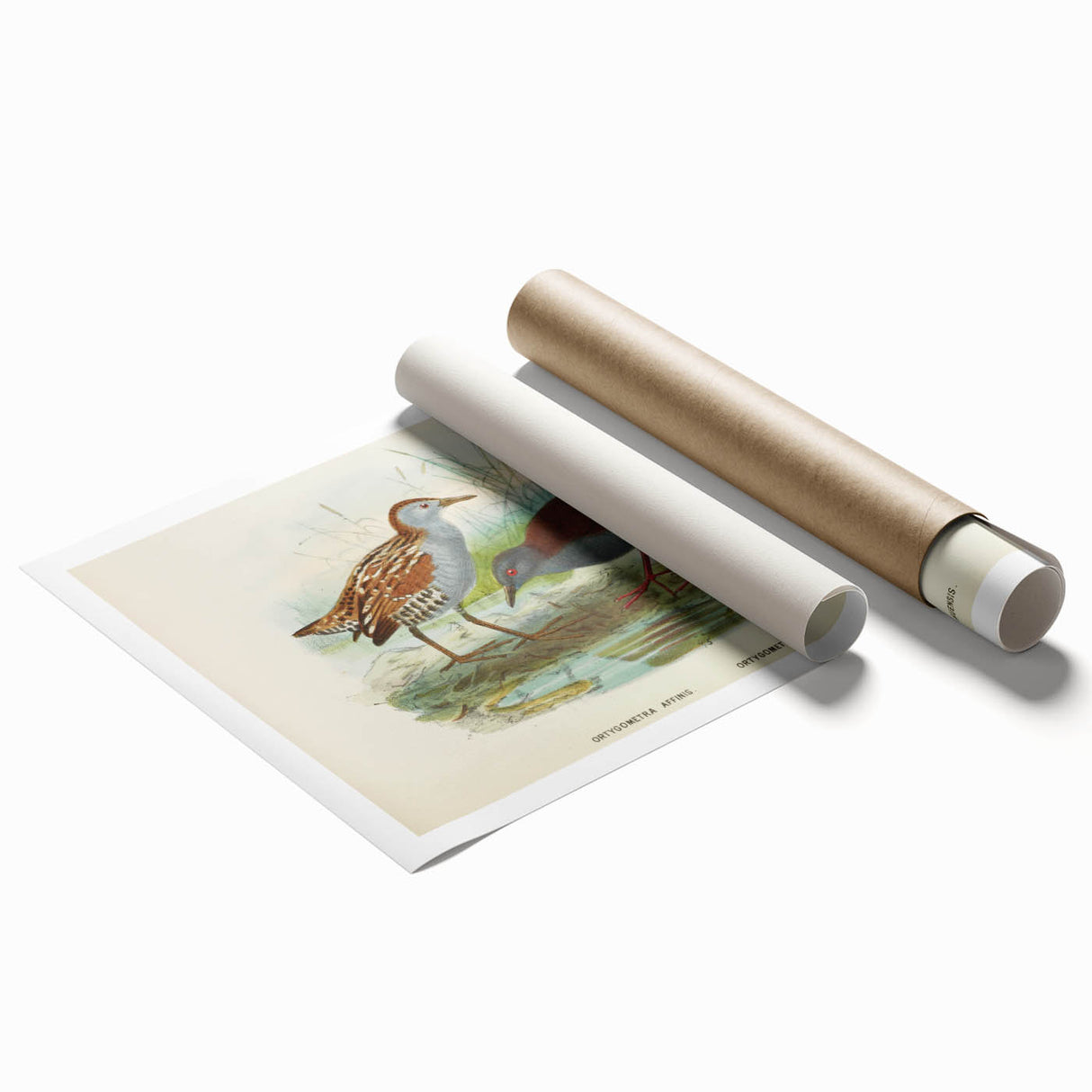 Vintage Animal Art: Bird Illustration Art Print