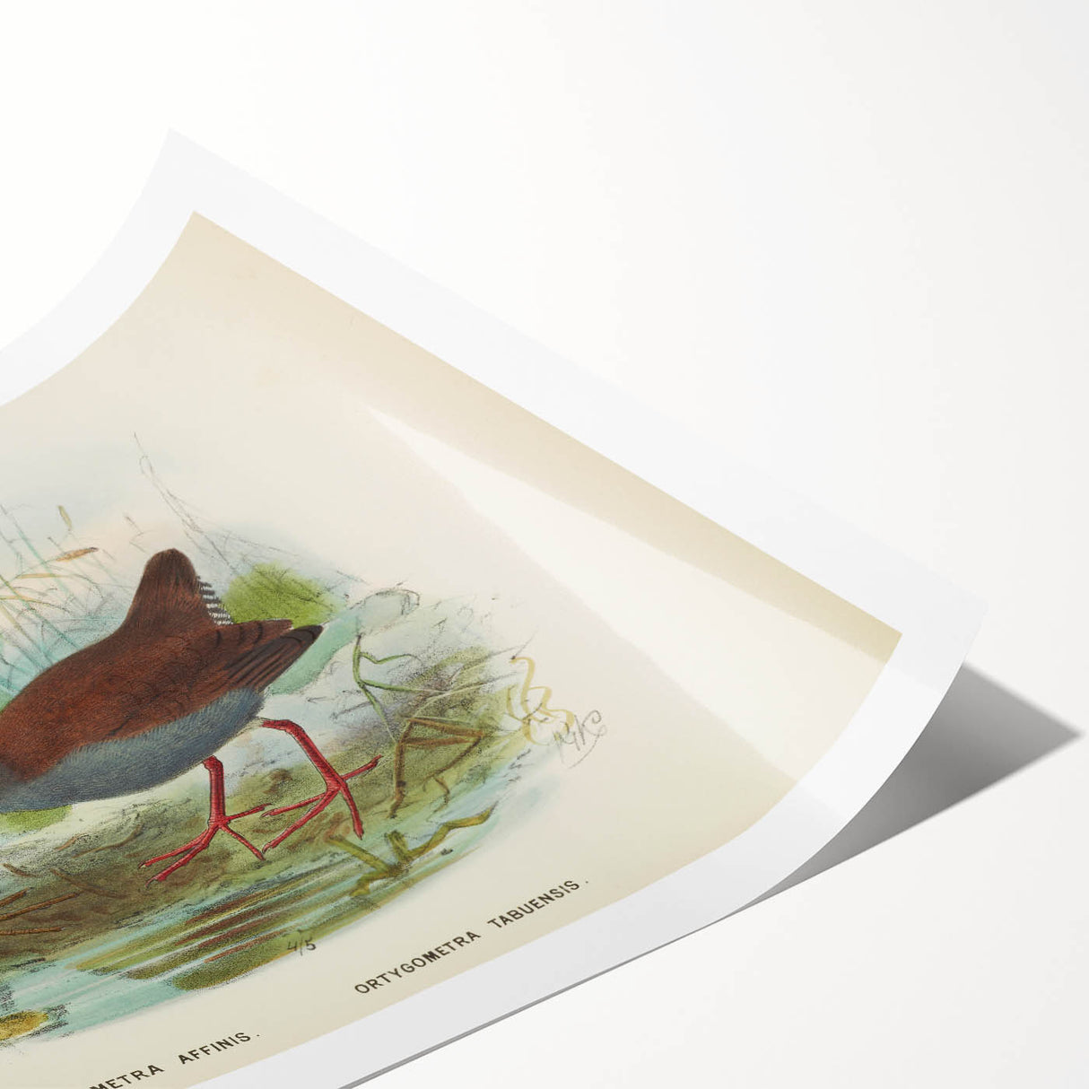 Vintage Animal Art: Bird Illustration Art Print