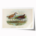 Vintage Animal Art: Bird Illustration Art Print