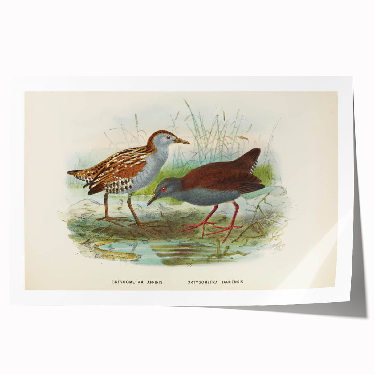 Vintage Animal Art: Bird Illustration Art Print