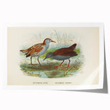 Vintage Animal Art: Bird Illustration Art Print
