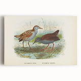Vintage Animal Art: Bird Illustration Art Print