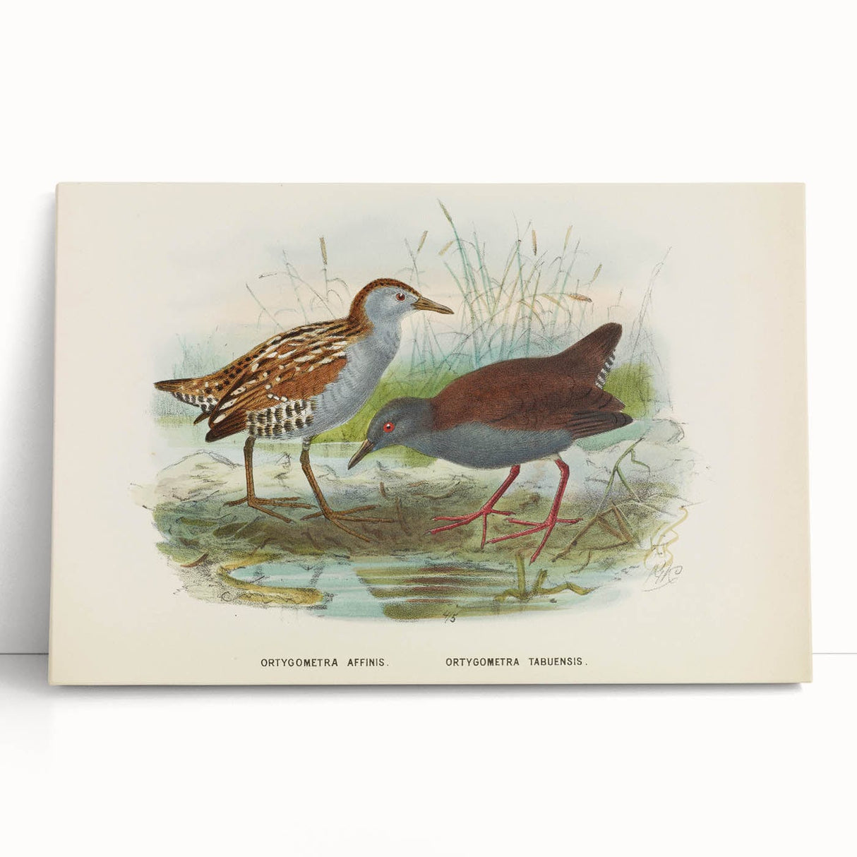 Vintage Animal Art: Bird Illustration Art Print