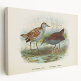 Vintage Animal Art: Bird Illustration Art Print