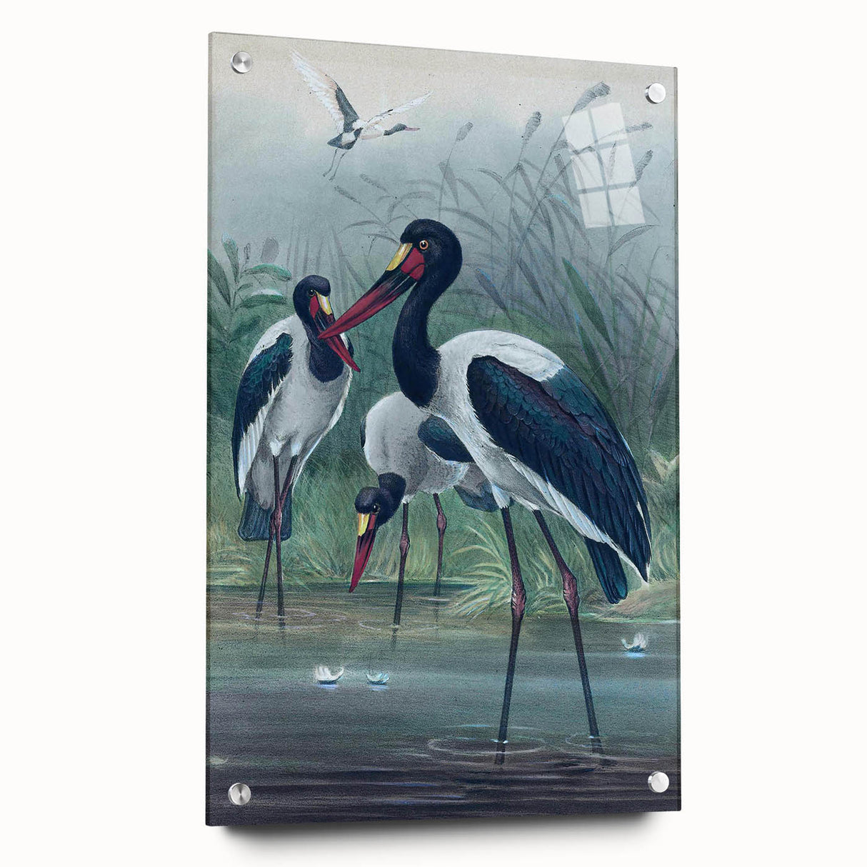 Vintage Animal Art - Storks in Nature - Retro Animal Prints