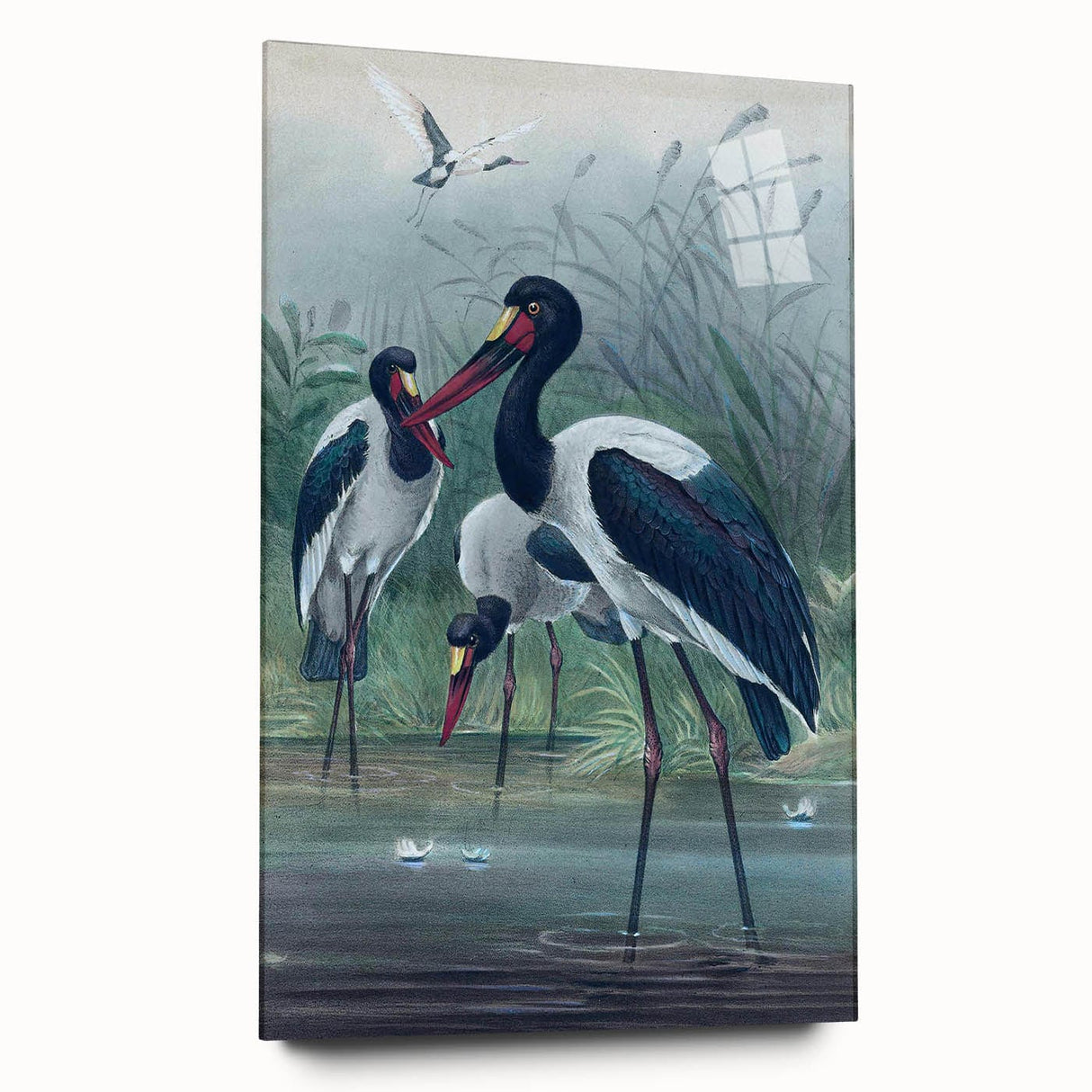 Vintage Animal Art - Storks in Nature - Retro Animal Prints