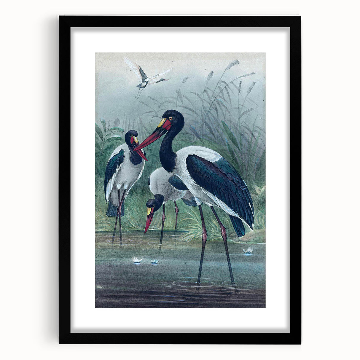 Vintage Animal Art - Storks in Nature - Retro Animal Prints