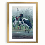 Vintage Animal Art - Storks in Nature - Retro Animal Prints