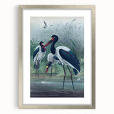 Vintage Animal Art - Storks in Nature - Retro Animal Prints