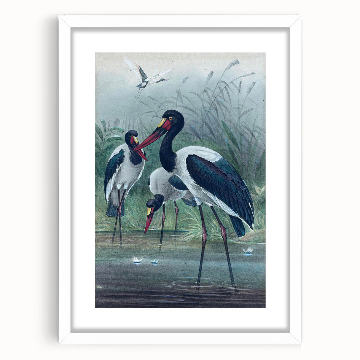 Vintage Animal Art - Storks in Nature - Retro Animal Prints