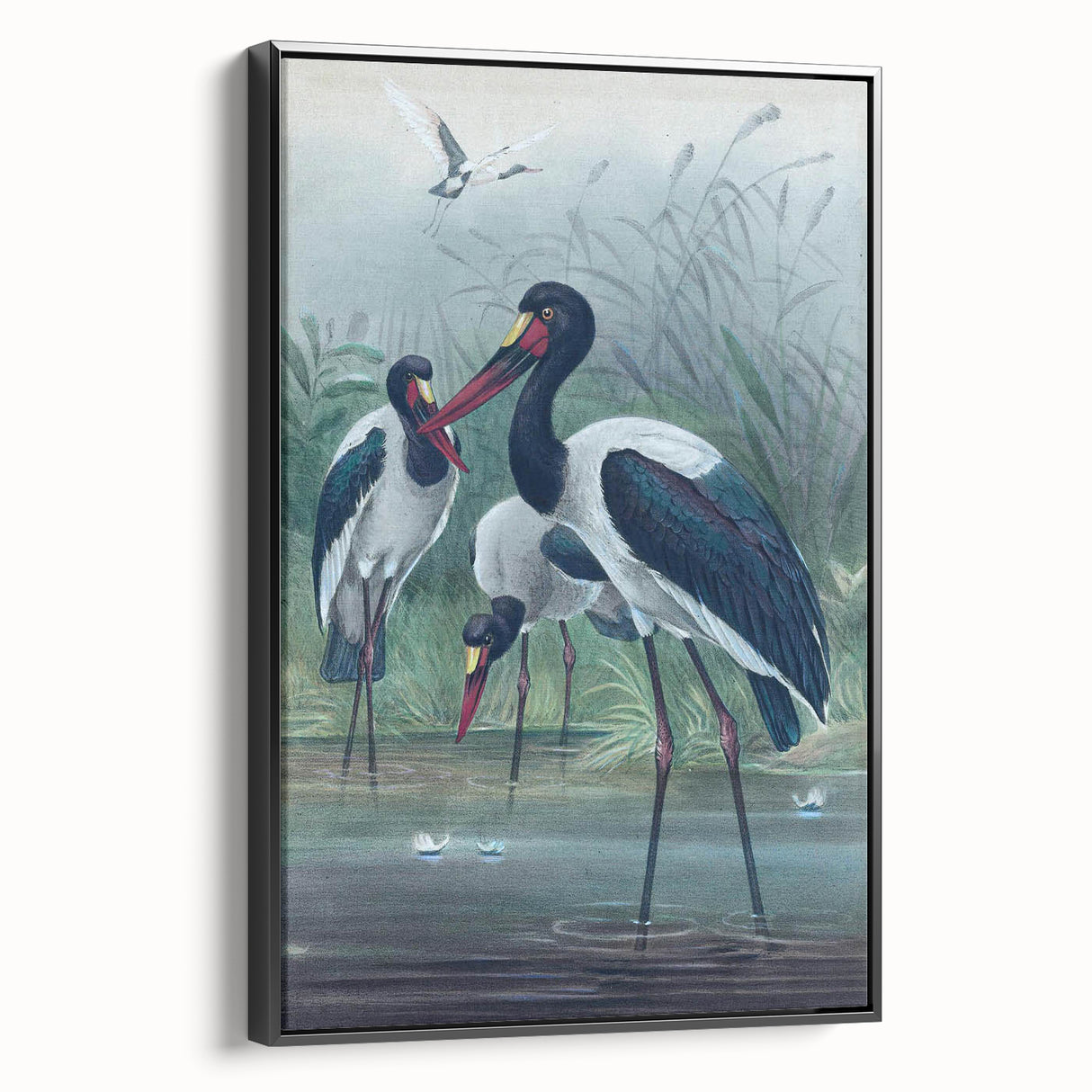 Vintage Animal Art - Storks in Nature - Retro Animal Prints