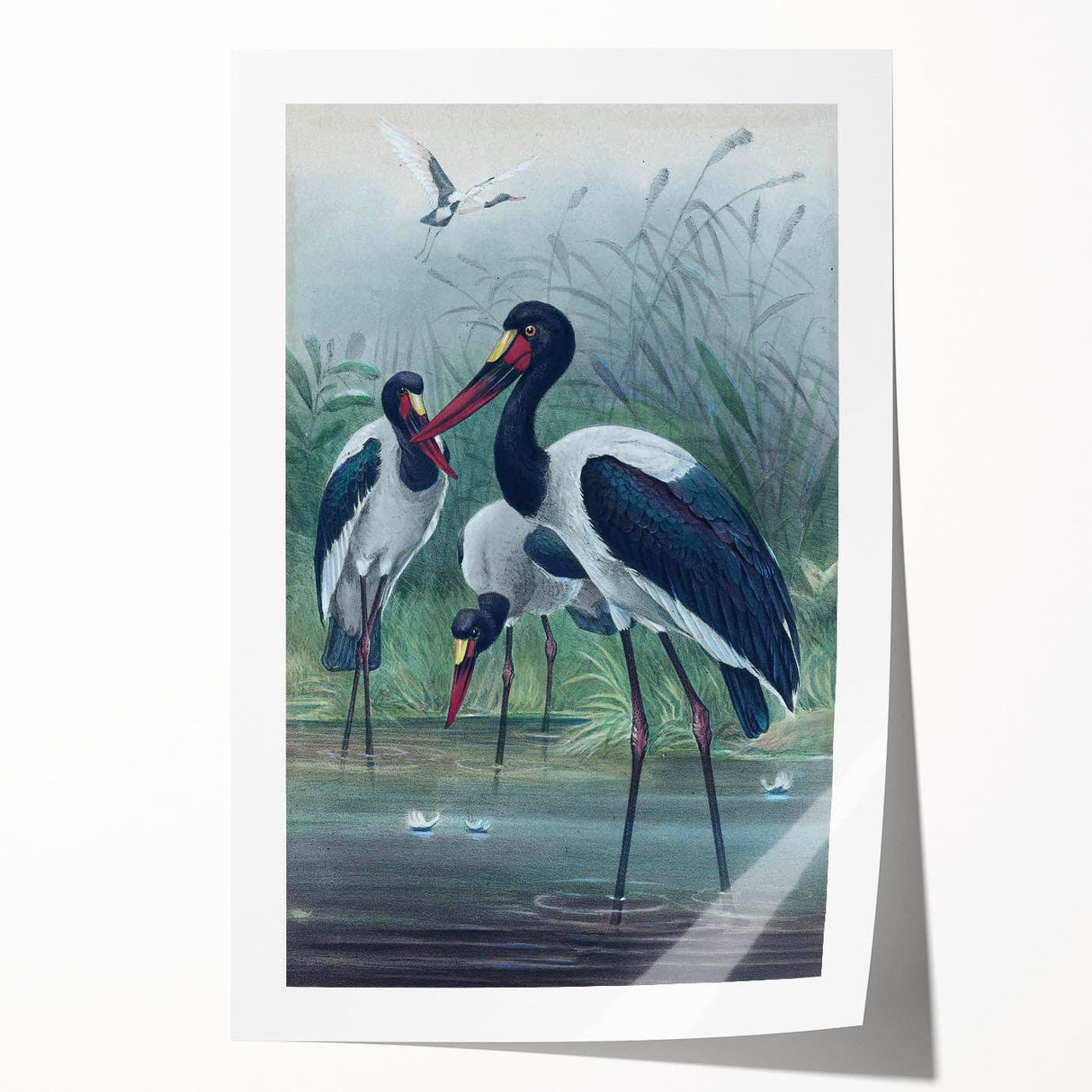 Vintage Animal Art - Storks in Nature - Retro Animal Prints