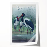 Vintage Animal Art - Storks in Nature - Retro Animal Prints