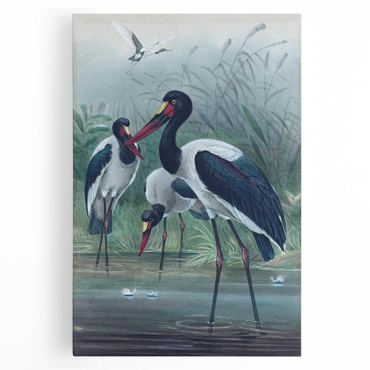 Vintage Animal Art - Storks in Nature - Retro Animal Prints