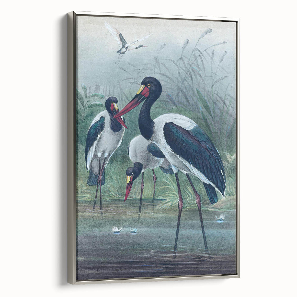 Vintage Animal Art - Storks in Nature - Retro Animal Prints