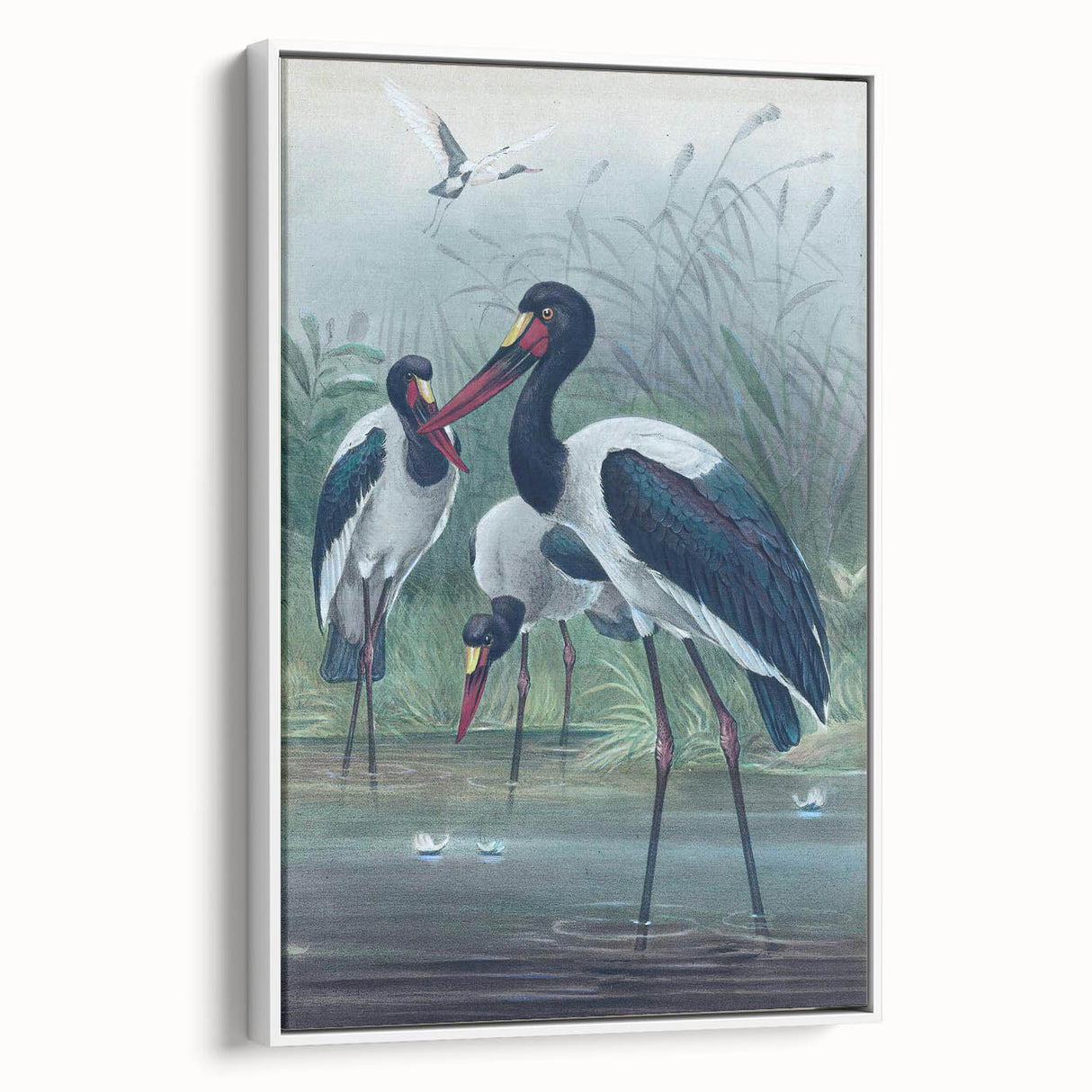Vintage Animal Art - Storks in Nature - Retro Animal Prints