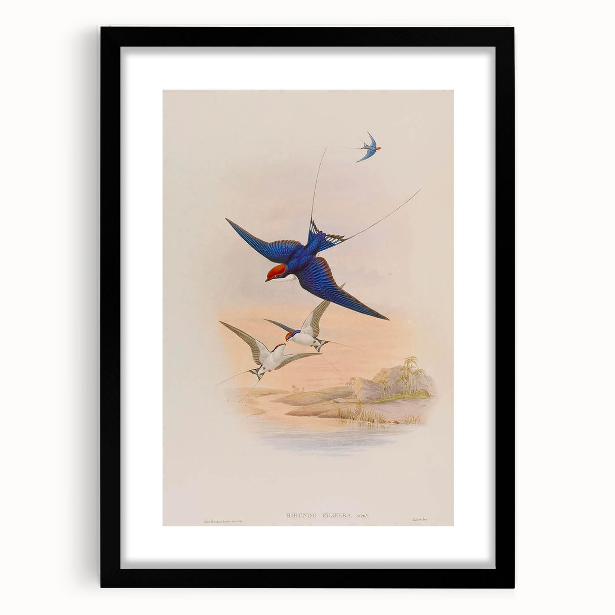 Vintage Animal Art - Swallows in Flight - Retro Animal Prints